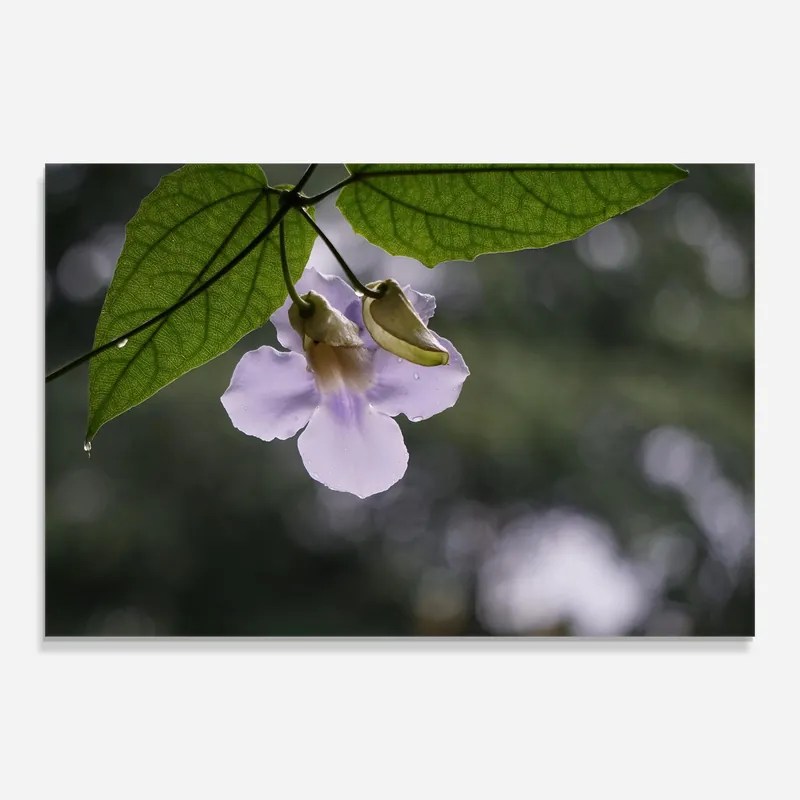 Preiswert Glasbild Small White Plant