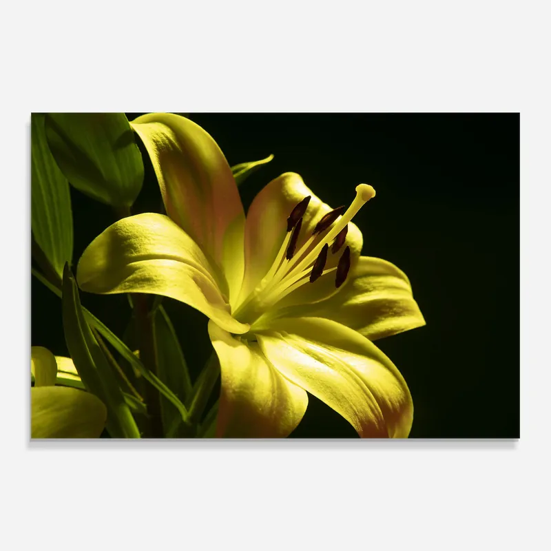 Nur Für Kurze Zeit Glasbild Yellow Gold Exotic