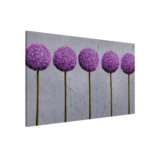 Aktuell Allium Kugel-Blüten                               Magnettafel - Querformat 3:2