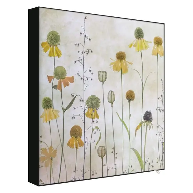 Zarte Helenium Blüten                               Wechselbild Abverkauf