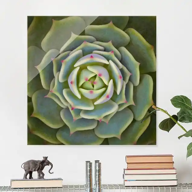 Sukkulente - Echeveria Ben Badis Glasbild - Quadrat Preis Gesenkt