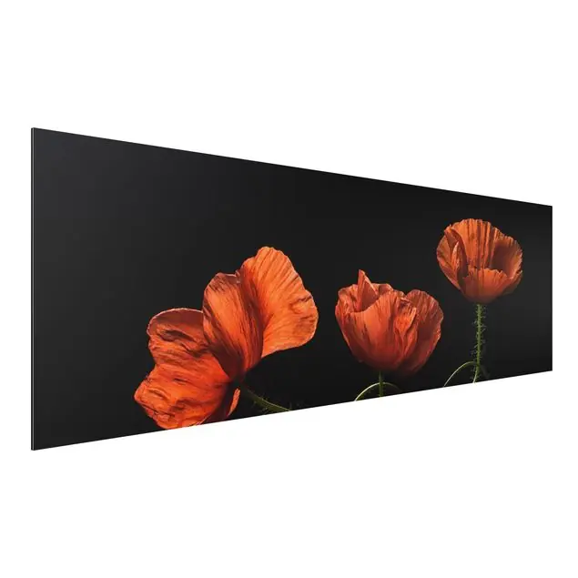 Mohnblumen um Mitternacht Alu-Dibond Bild - Panorama Preisreduziert