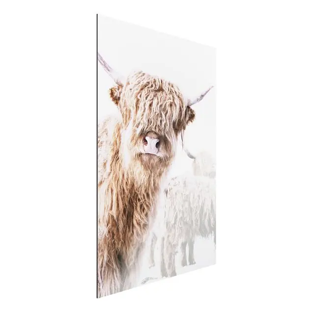 Hochlandrind Karlo Alu-Dibond Bild Neu