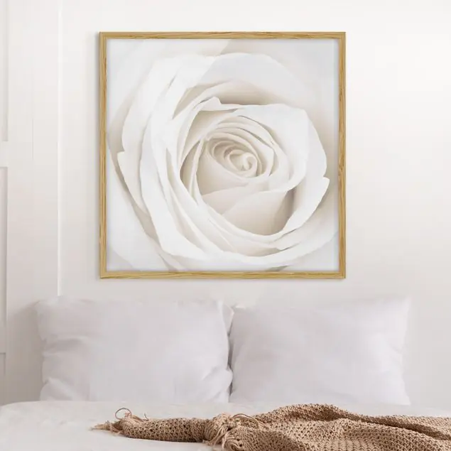 Pretty White Rose Bild mit Rahmen - Quadrat Sofort Bestellen