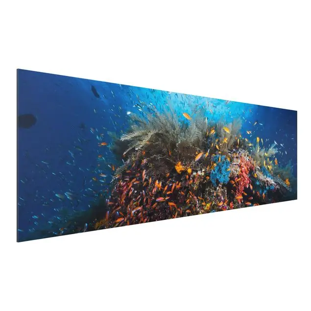 Wochenendangebot Lagune mit Fischen                               Alu-Dibond Bild - Panorama