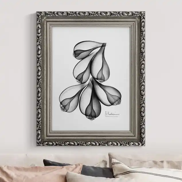 X-Ray - Feigenschalen                               Gerahmtes Leinwandbild Heißes Angebot