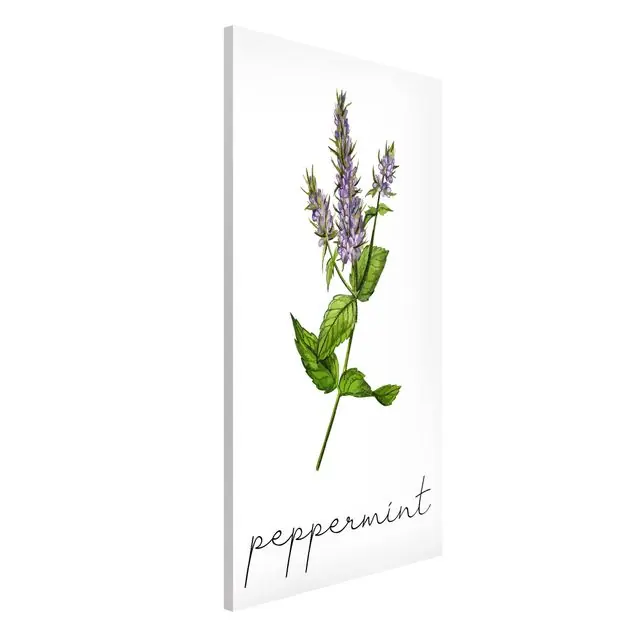 Kostenloser Rückversand Kräuter Illustration Pfefferminze Magnettafel