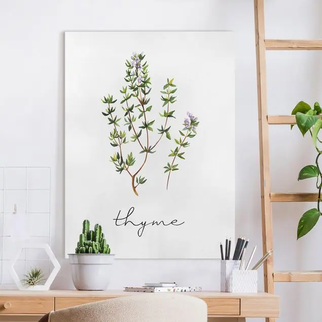 Kräuter Illustration Thymian Leinwandbild • hergestellt in Deutschland • langlebiges Canvas mit Holzkeilrahmen • klassische Struktur Nur Für Kurze Zeit