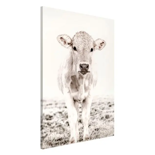 Jetzt Kaufen Weißes Kalb Magnettafel