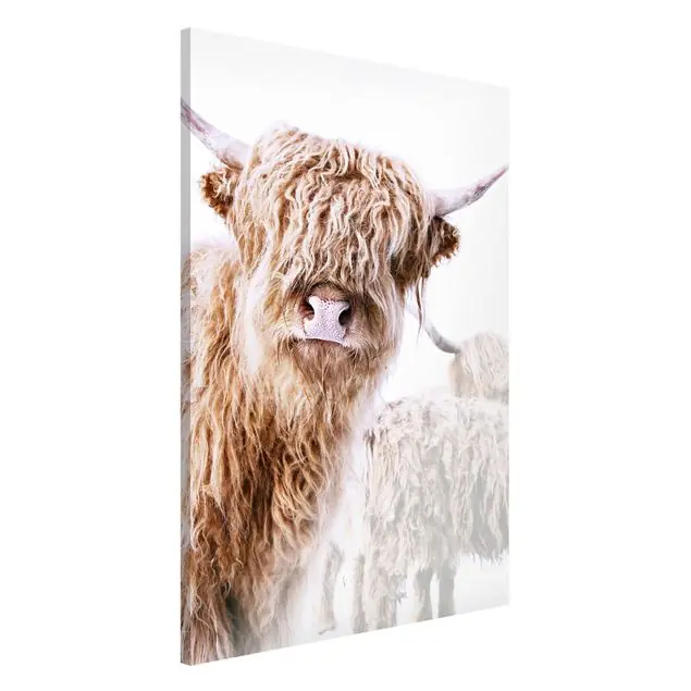 Hochlandrind Karlo Magnettafel Online Kaufen