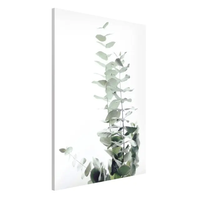 Eukalyptus im Weißen Licht Magnettafel Begrenztes Angebot