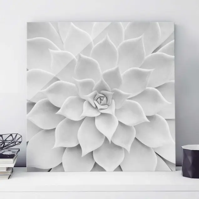 Abverkauf Kaktus Sukkulente                               Glasbild - Quadrat