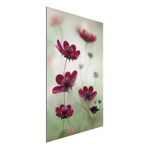 Top-Preis Pinke Kosmeen Alu-Dibond Outdoor Bild