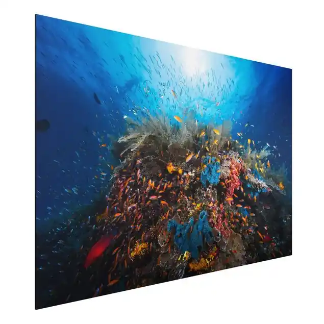 Lagune Unterwasser Alu-Dibond Outdoor Bild Rabatt