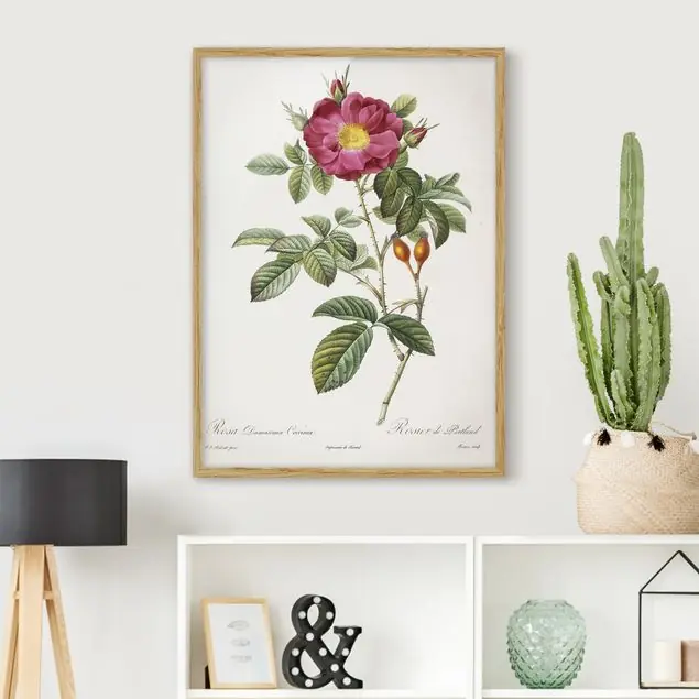 Direkt Vom Hersteller Pierre Joseph Redouté - Portland-Rose Bild mit Rahmen in Manufakturqualität • Eiche naturbelassen • inkl. Rahmung von Hand • Made in Germany