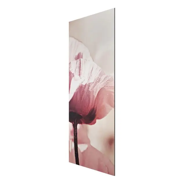 Zartrosane Mohnblüte mit Wassertropfen                               Alu-Dibond Outdoor Bild Gratis Versand