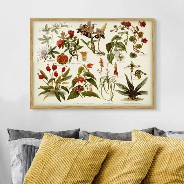 Aktuell Vintage Lehrtafel Tropische Botanik II                               Bild mit Rahmen in Manufakturqualität • Eiche naturbelassen  • inkl. Rahmung von Hand • Made in Germany