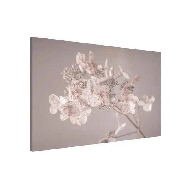 Zarte weiße Hortensie                               Magnettafel Markenprodukt