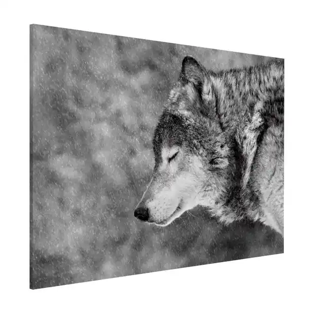 Winter Wolf                               Magnettafel - Querformat 4:3 Solange Der Vorrat Reicht