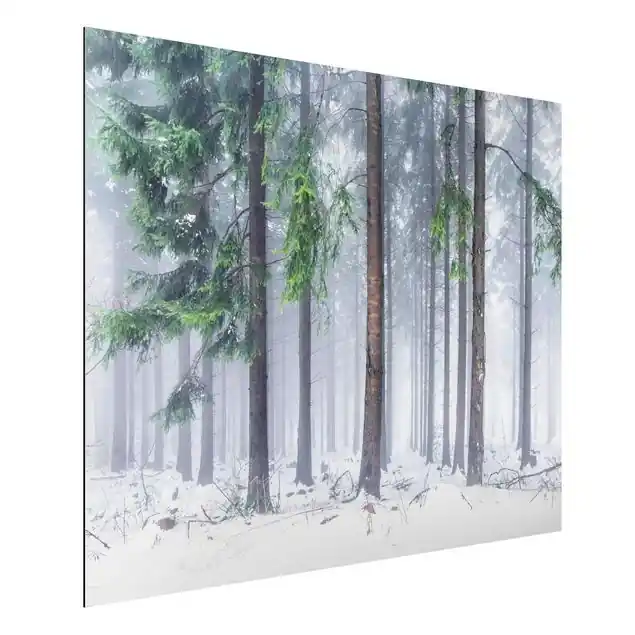 Nadelbäume im Winter Alu-Dibond Outdoor Bild Nur Für Kurze Zeit