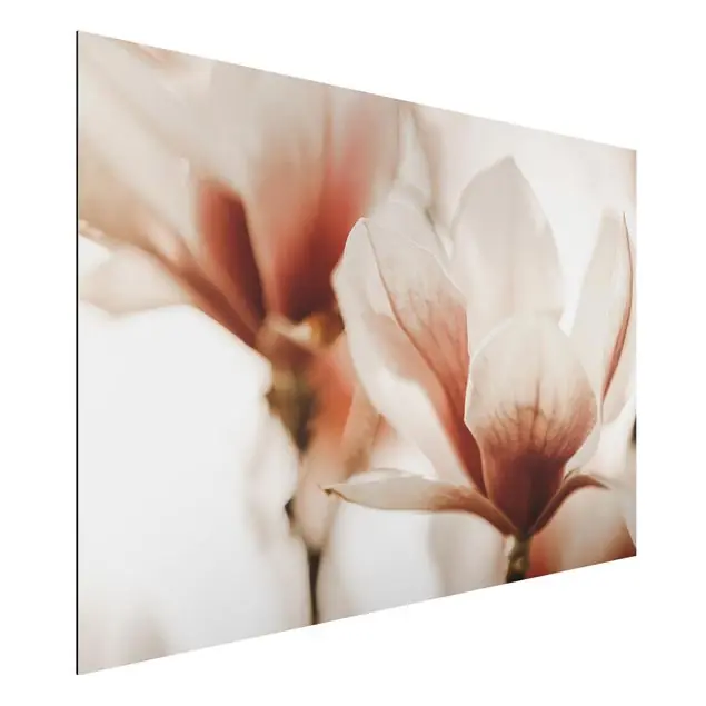 Zarte Magnolienblüten im Lichtspiel                               Alu-Dibond Outdoor Bild Gratis Versand