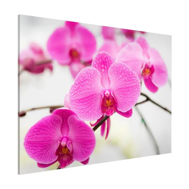 Nahaufnahme Orchidee Magnettafel - Querformat 4:3 Neue Kollektion