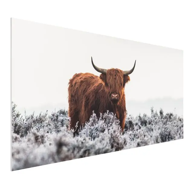 Bison in den Highlands Forexbild - Querformat Beliebt