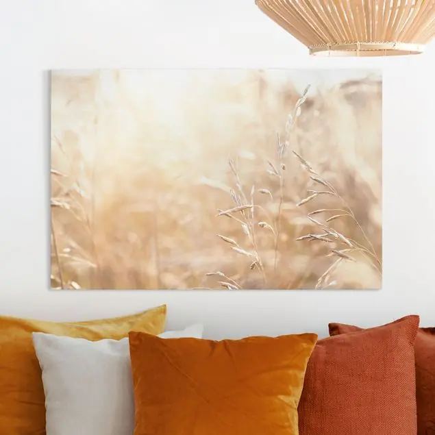 Aktuell Gräser im Sonnenschein                               Leinwandbild • hergestellt in Deutschland • langlebiges Canvas mit Holzkeilrahmen • klassische Struktur