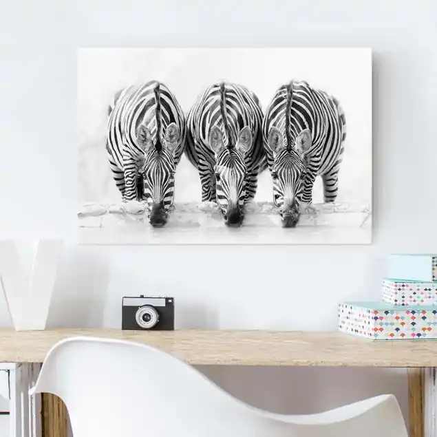 Zebra Trio schwarz-weiß Glasbild - Querformat Knallerangebot
