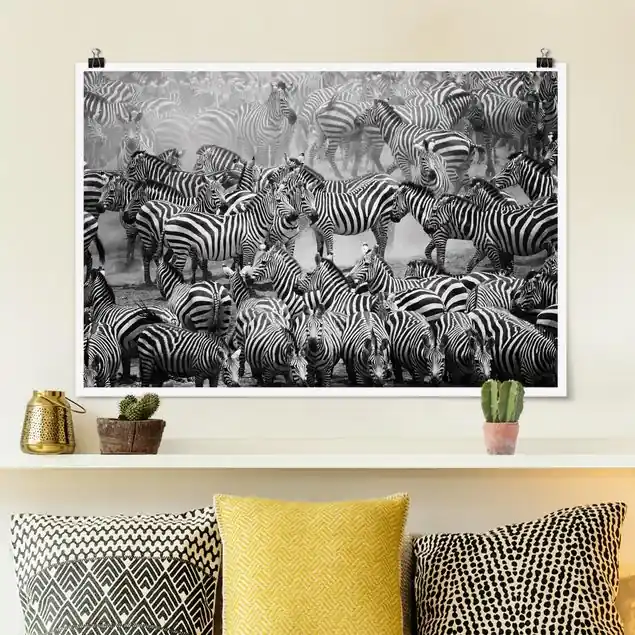 Zebraherde II Poster - Querformat Sonderangebot