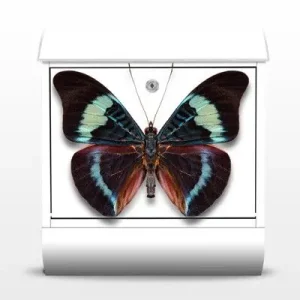 Abverkauf Lepidoptera