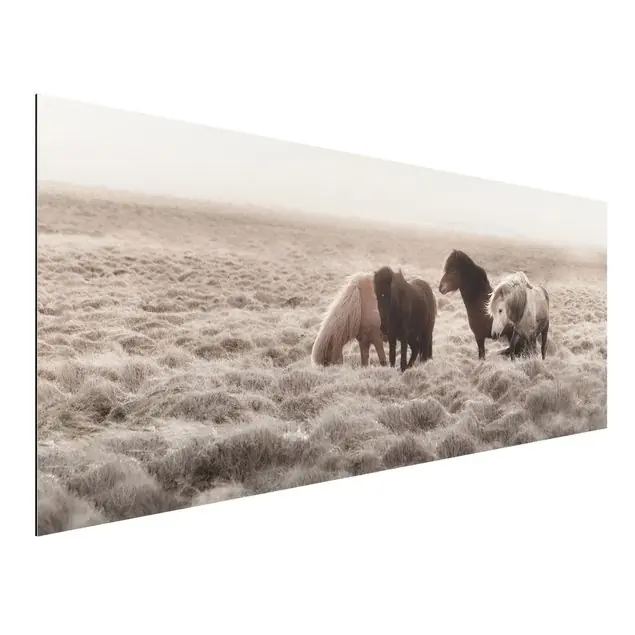 Island Wildpferde Alu-Dibond Bild Neue Kollektion