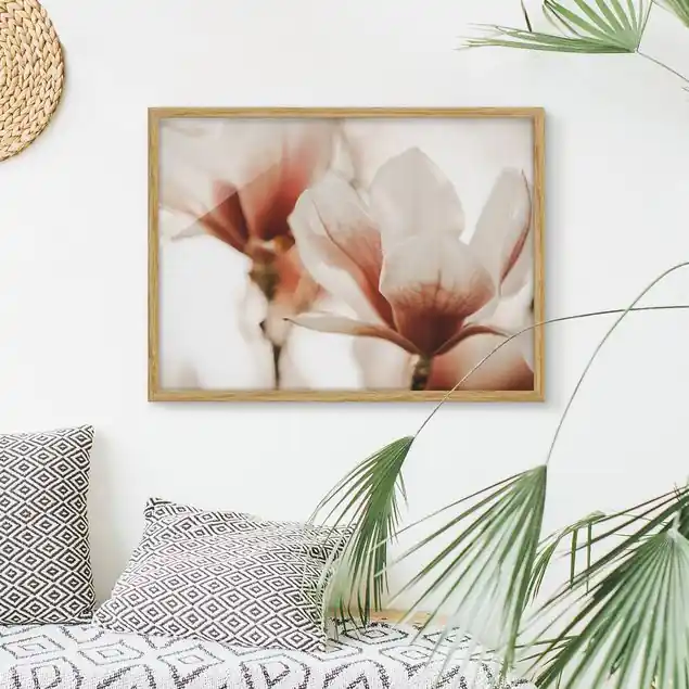 Zarte Magnolienblüten im Lichtspiel                               Bild mit Rahmen Neuheit