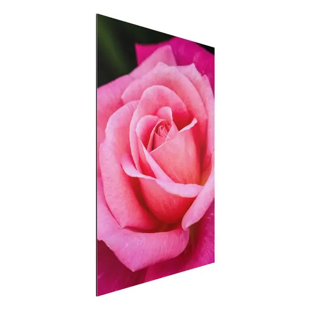Pinke Rosenblüte vor Grün Alu-Dibond Bild - Hochformat 2:3 Finale Aktion