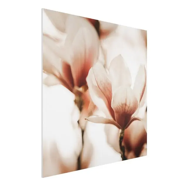Zarte Magnolienblüten im Lichtspiel                               Forexbild Knallerangebot